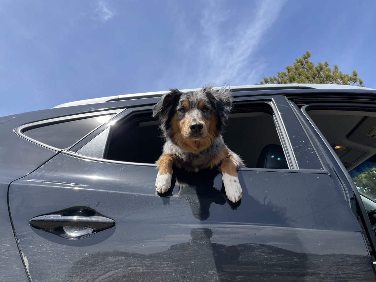Get in loser, we’re going to Twitter #DogsofTwittter #twitterdogcommunity