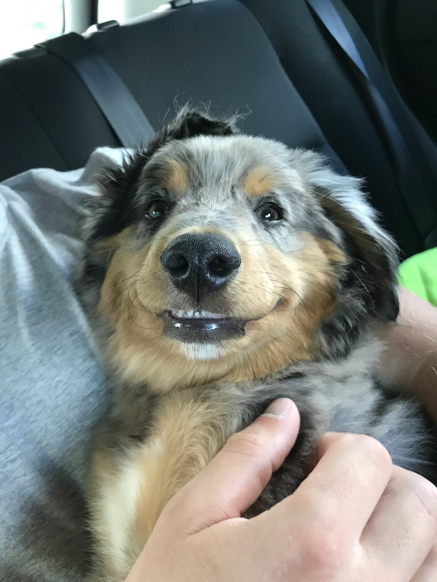 Me pretending I know how to use Twitter #DogsofTwittter #twitterdogcommunity