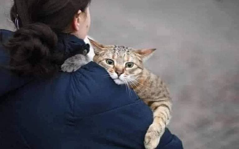 LiberaONG's tweet image. ¡NO A LA GUERRA! 

Los animales también son víctimas de los conflictos bélicos. Urge un plan de acción que les tenga en cuenta sin excepción alguna. 

#RussiaUkraine 
#UkraineUnderAttack