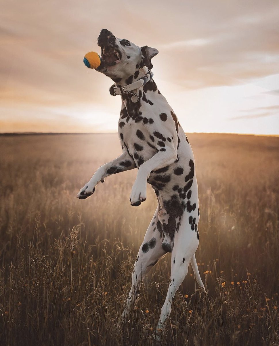 Morning folks can everyone please  go down the #twitterdogcommunity and look at ‘ latest posts’ and retweet some new accounts as they come in you don’t have to do everyone but try and share a few or they will get  a bit stuck  behind the hustle and bustle and get lost , thanks 😊