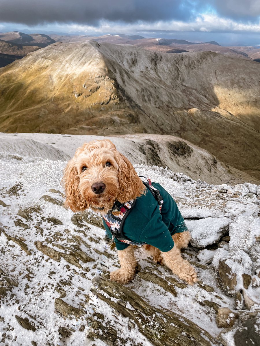 Just peeking into the #twitterdogcommunity trying to work it out.  Any other 🏴󠁧󠁢󠁳󠁣󠁴󠁿 dogs out there?
#DogsofTwittter #twitterdogs #hiking #ScotlandIsNow
