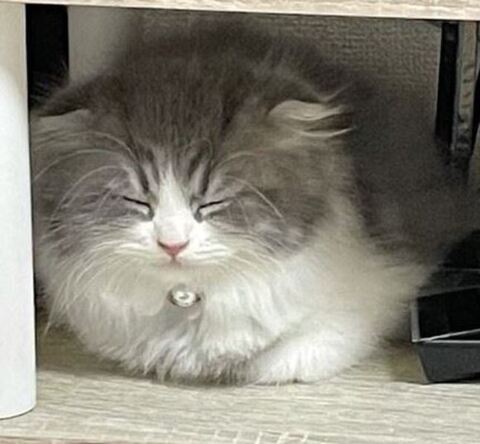 お迎えした子猫、初めての日の寝床は…… 不安な気持ちが伝わる姿に「安全と思ったのかな」「うちもそうでした」 https://t.co/Qu1Bq3xS8I @itm_nlabより