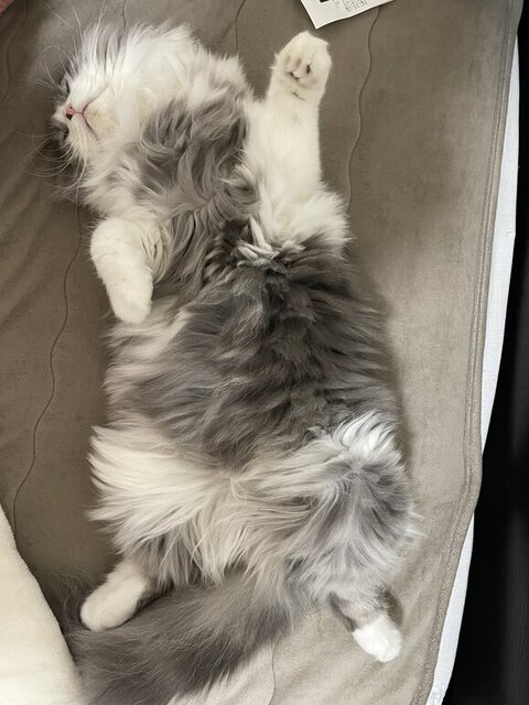 お迎えした子猫、初めての日の寝床は…… 不安な気持ちが伝わる姿に「安全と思ったのかな」「うちもそうでした」 https://t.co/Qu1Bq3xS8I @itm_nlabより