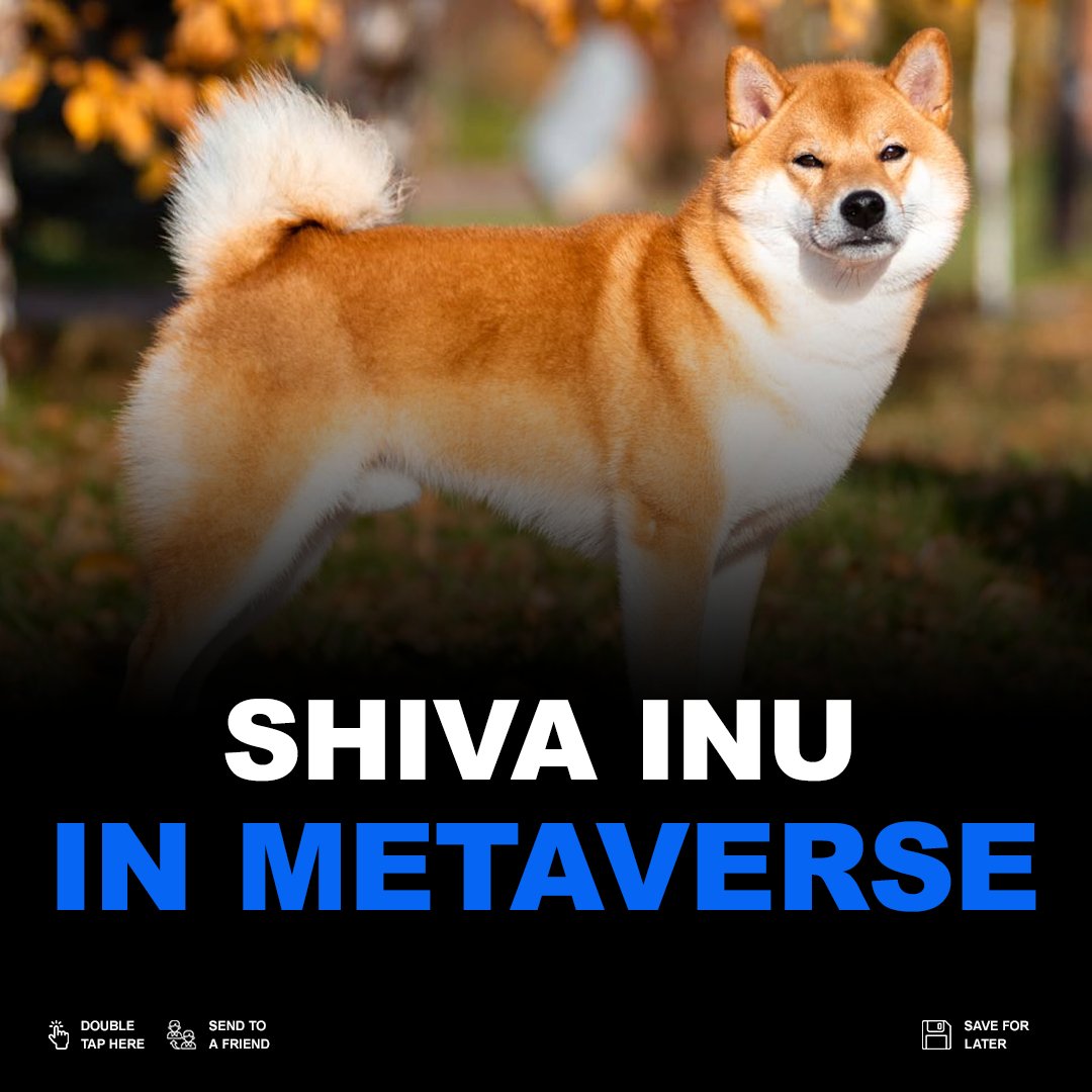 Coins Meter tweet media