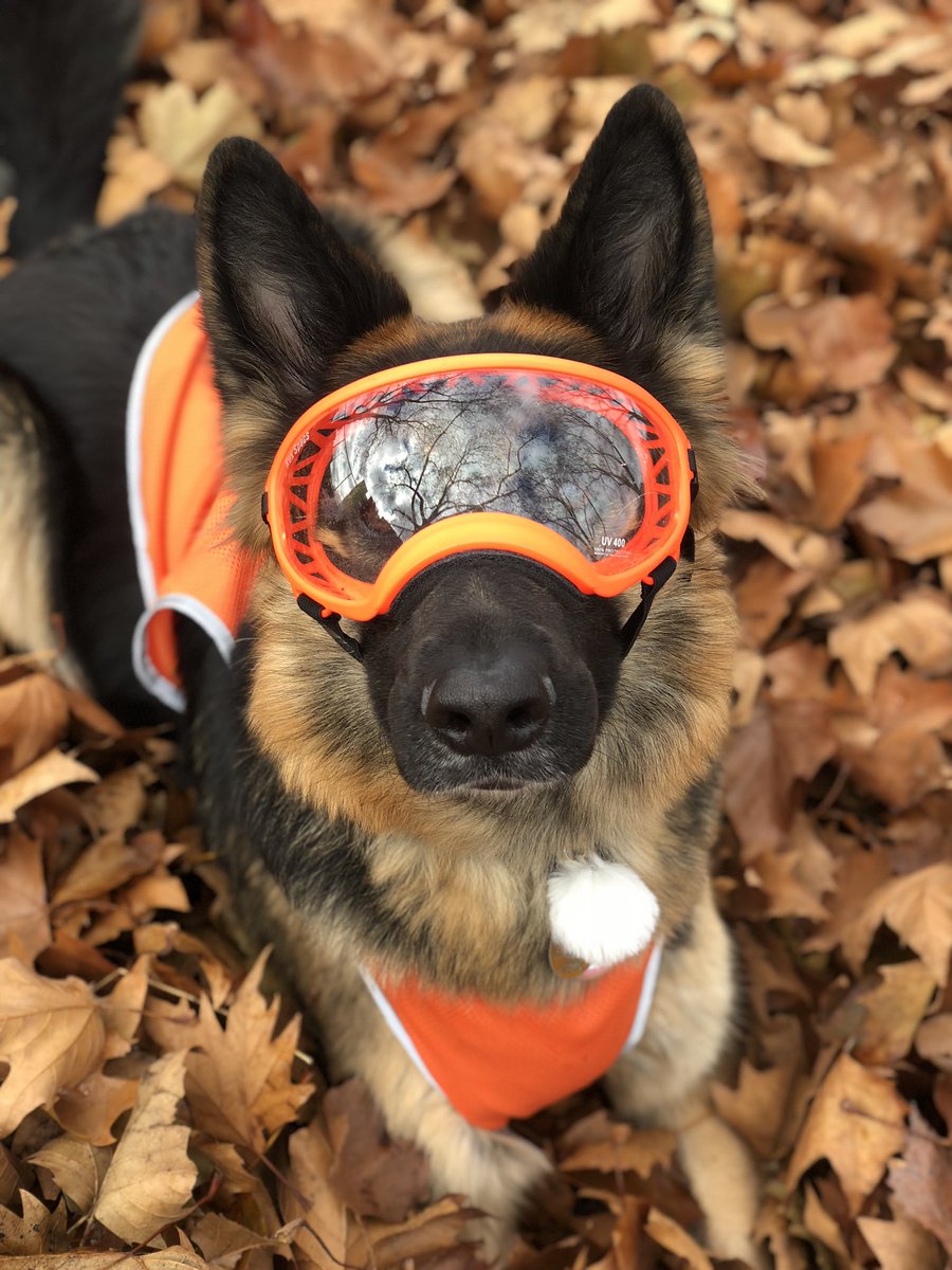 ✨ intro post ✨
Nayla aka Sass Queen cause gurl she has v high standards 8 year old German Shepherd 💗 
#dogsoftwitter #DogTwitter #dogtwittercommunity
