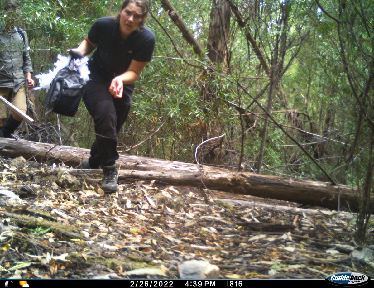 TaggingTabbies's tweet photo. Day two of camera servicing! My face pretty much sums up how it feels to return to camera sites and see logging in process... 
Nevertheless, got some great shots! 
#Wildlife #JustFieldWorkThings #Selfie #Possum #Pong https://t.co/gFw8ZGZmfl