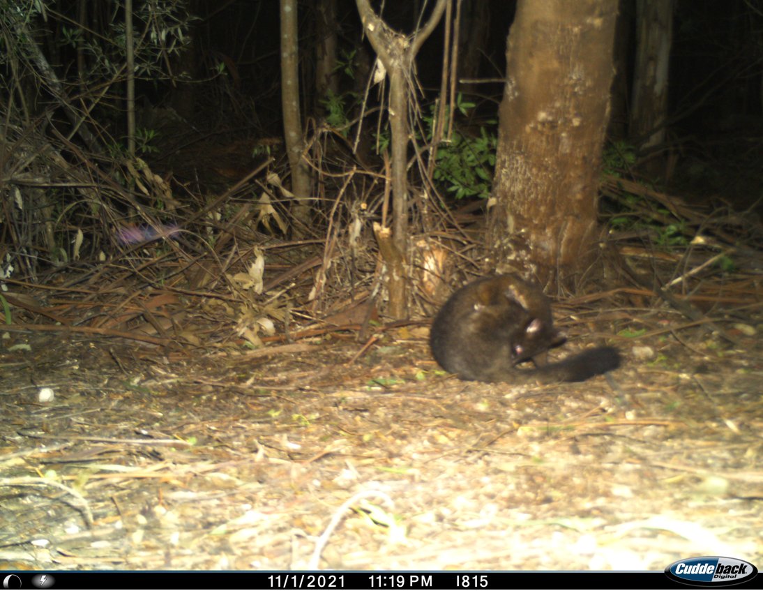 TaggingTabbies's tweet photo. Day two of camera servicing! My face pretty much sums up how it feels to return to camera sites and see logging in process... 
Nevertheless, got some great shots! 
#Wildlife #JustFieldWorkThings #Selfie #Possum #Pong https://t.co/gFw8ZGZmfl