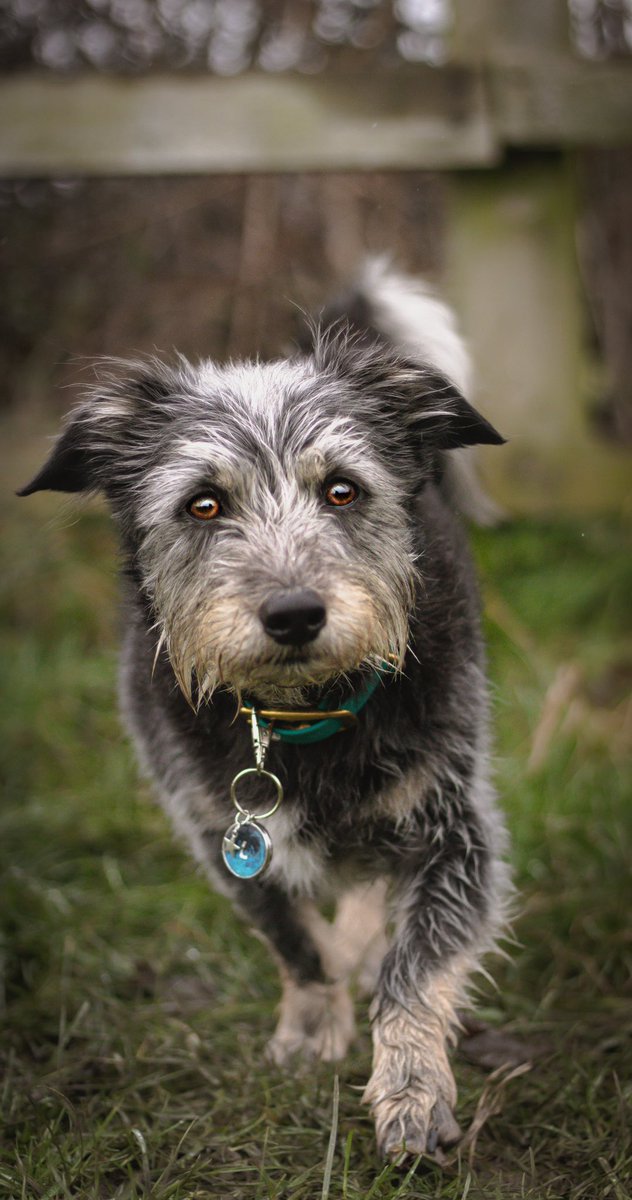 Literally A D O R E D this tag from <a href="/DoggessArt/">Doggess Art</a> ! We unfortunately lost it, which is very sad, but it was beautiful 💞