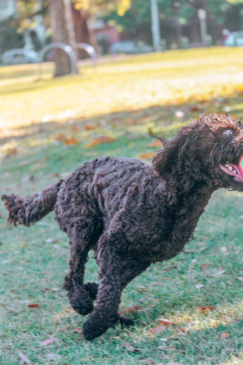 All the IG dogs currently sprinting to get onto twitter, can’t say that wasn’t me #dogsoftwitter #guilty