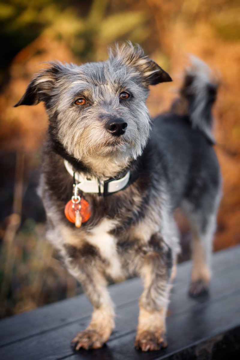 ☀️ 
Collar from the lovely Ciara, <a href="/livlikebusby/">Livlikebusby</a> 💞

#goldenhour #dogphotography #dogsoftwitter