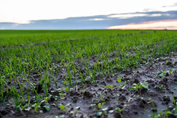¿Qué tipo de suelo tiene Ucrania 🇺🇦?
Ucrania es capaz de abastecer a 600 millones de personas con sus 33 millones de hectáreas cultivables (casi el doble que España) las cuales suponen un 57% del total de la superficie del país bajo un relieve llano y clima continental.