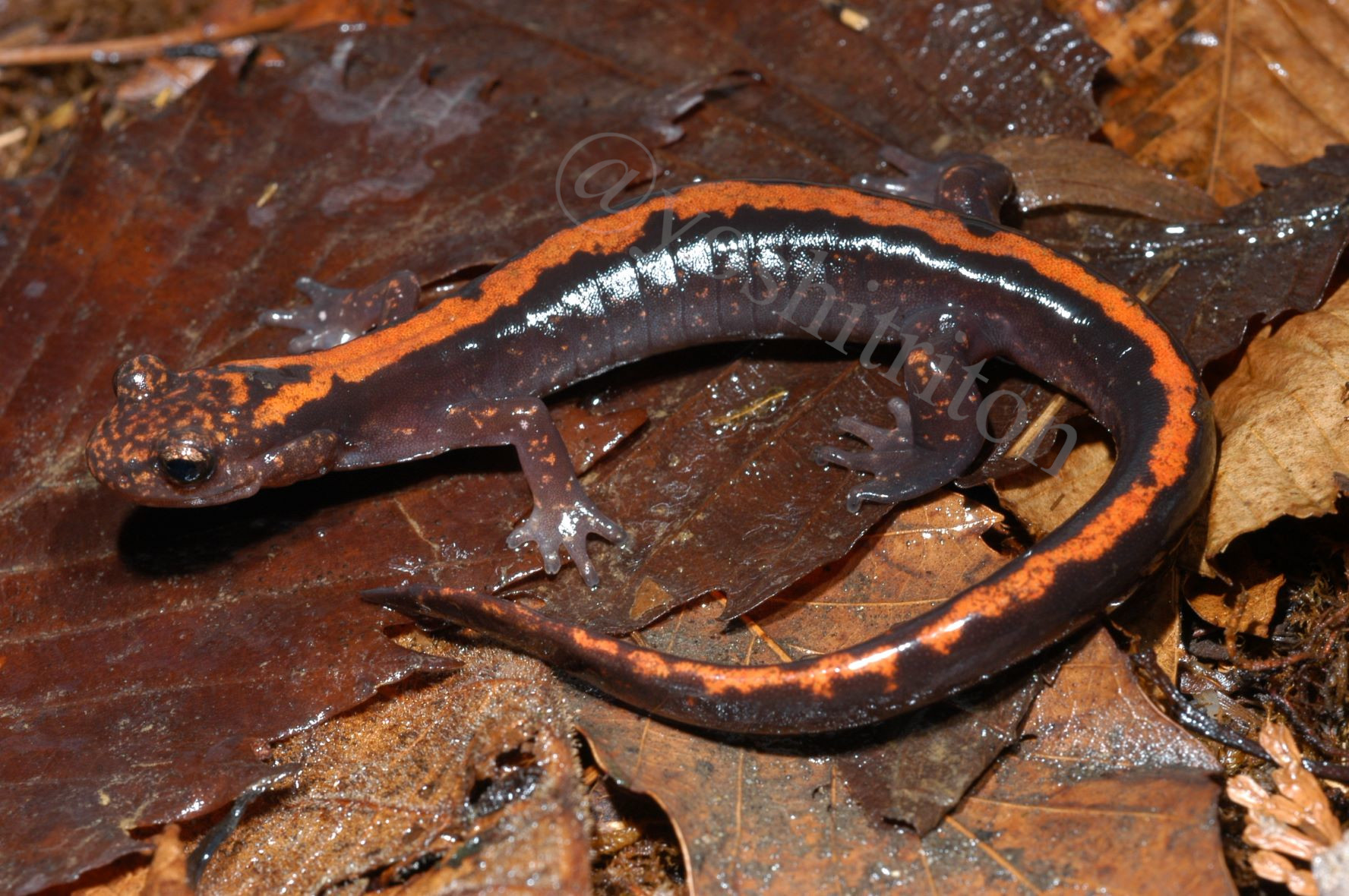 Natchan ハコネの人 Yoshikawa Natsuhiko 日本産ハコネサンショウウオ属としては7種目となるonychodactylus Pyrrhonotus Yoshikawa Et Matsui 22の新種記載論文が出版されました オープンアクセスです 学名は 火の色の背中 を意味し 和名も Natchan ハコネの人 Yoshikawa Natsuhiko 日本産ハコネサンショウウオ属としては7種目となるonychodactylus Pyrrhonotus Yoshikawa Et Matsui 22の新種記載論文が出版されました オープンアクセスです 学名は 火の色の背中 を意味し 和名も