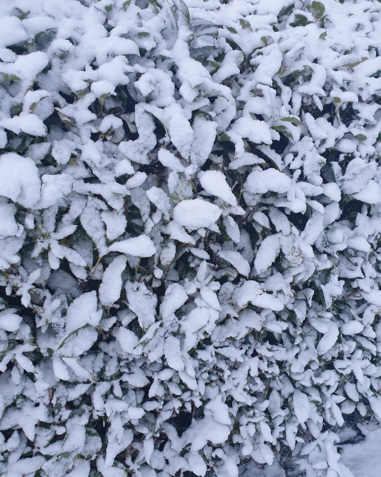 Obsidian_Ore's tweet photo. Crisp, chilly mornings in Paisley this week! 🥶 #snow #scottishweather #crispsnow https://t.co/uT3ivJZSq1