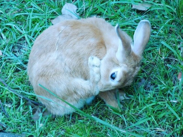 うさぎ専門店ラビットリンク うさぎさんは食糞をすることで知られていますが うさぎさんの軟糞には他の動物が食べる糞 に比べてタンパク質がたっぷり含まれていることが分かっています うさぎさんは食糞で 生きるために必須のタンパク質を補給しているんで