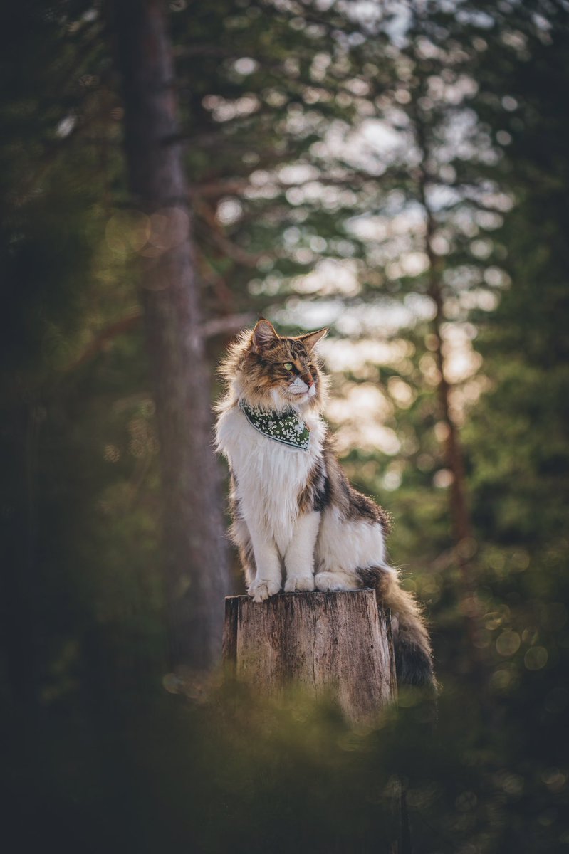 no crop needed - finally!!! 🤤 

got them spring feels from this new edit of Pepper in <a href="/muttcloth/">Mutt Cloth - Bandanas for All Journeys 🐕🐈</a> ‘SALT (green)’ 🌿 #CatsOfTwitter #CatsOnTwitter #twittercatcommunity #muttcloth