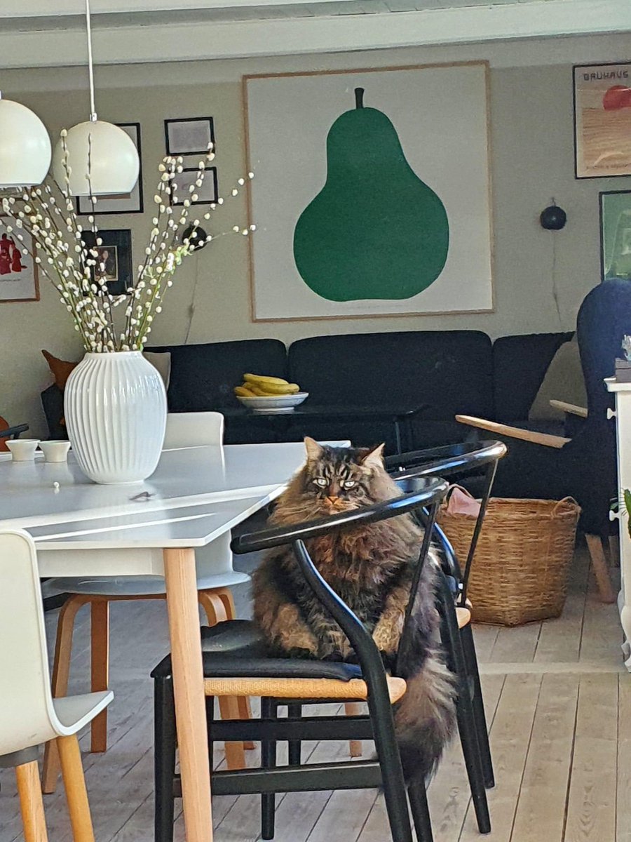 Unusual Cats (@unusual_cats) on Twitter photo 