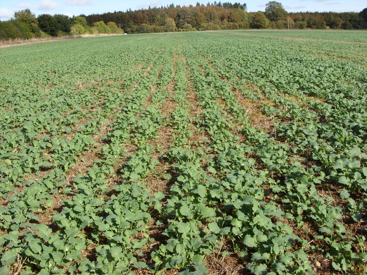 niabgroup's tweet photo. Thanks to everyone who has sent in stem samples for our #csfbSMART project - much appreciated!
We're now analysing the samples and will report back with some results as soon as we can. In the meantime, for more on the project see: https://t.co/2C1rquecFo @colinbreakcrop https://t.co/rWOp6D0sWl