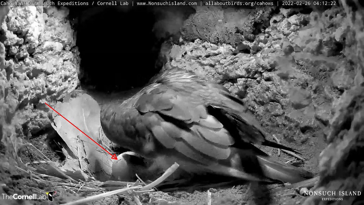 2:08; 3:16; 4:12 2/26 It's hatching! What we see begins with a single pip (or hole) in the egg as the chick begins to work its way out of the egg. The chick starts to breathe external air through these cracks, this encourages it to make more.  Watch live:  AllAboutBirds.org/Cahows