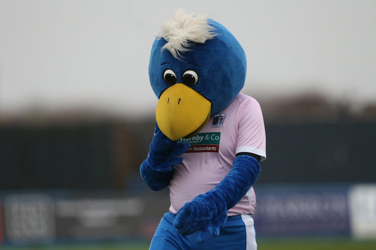 Bluey the Bluebird tweet media