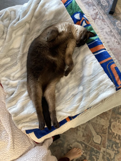 #Caturday https://t.co/LdxqTQ4DHj<a href="/tag/caturday"class="tags">#Caturday</a>