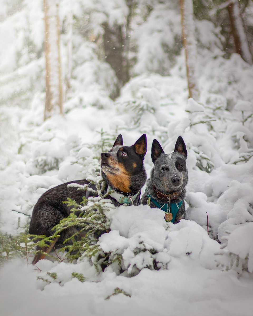 Cattle Dogs & Company tweet media