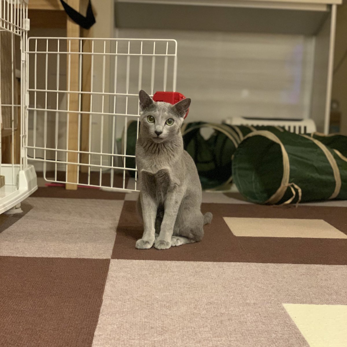 てんてん★です 41RnzZnrCaL._AC_UF350,