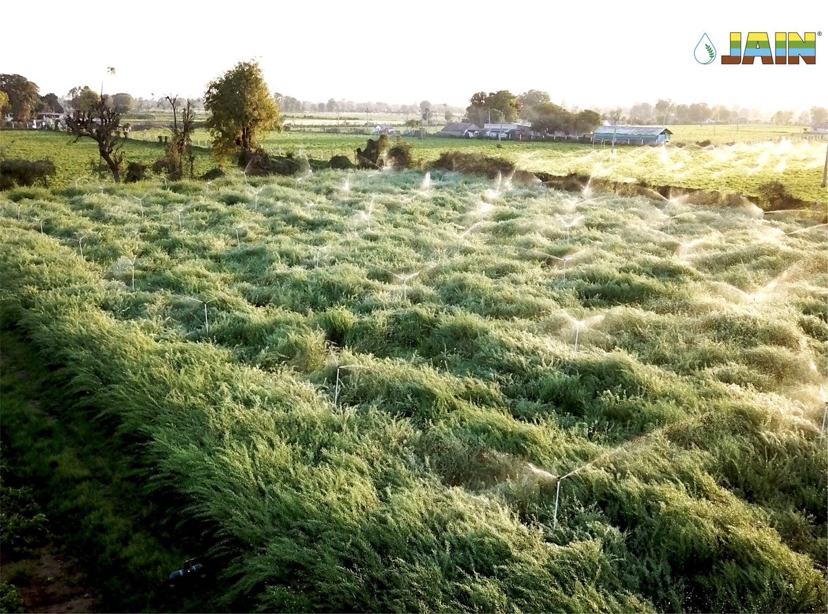 Why make your thoughts go flustered 🤯
While you have the best solution for farming of Mustard😃😟

Sprinkle your Mustard Farms (Sarso) with #AcuRain 💦 #Sprinklers and be rest assured of gaining #MoreCropPerDrop 🌱💧

#JainSprinklers #Sprinklers #Farming #AgriTech #JISL