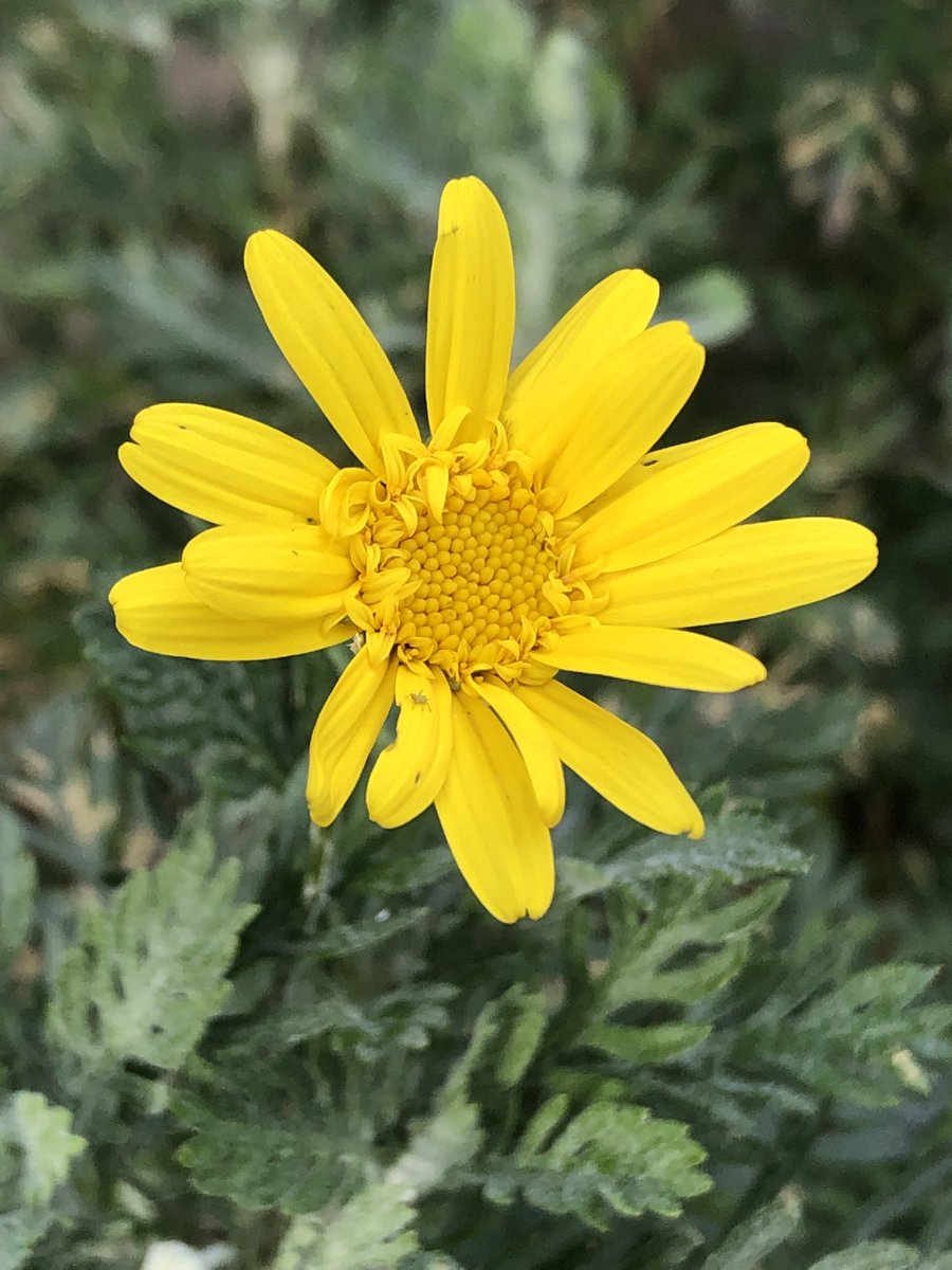 andyivins's tweet photo. Lovely morning in my little Cardiff  garden. Marguerites flowering and goat willow showing signs of live. #gardening https://t.co/YpEfKpAsNQ
