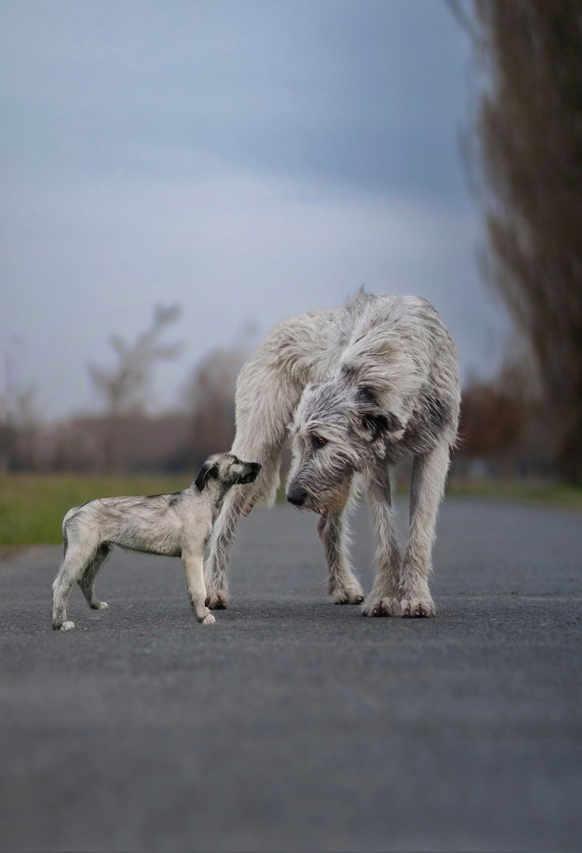 Adult Trevor next to puppy Trevor 🤍

#dogsoftwitter #twitterdogs #dog #puppy #dogphotography #photography #cute