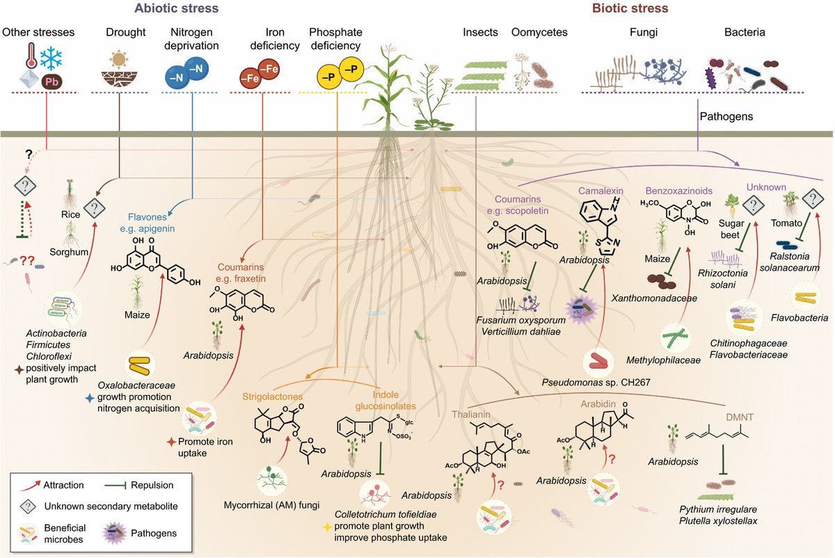 Crafting the plant root metabolome for improved microbe-assisted stress resilience #TansleyInsight  nph.onlinelibrary.wiley.com/doi/10.1111/np…