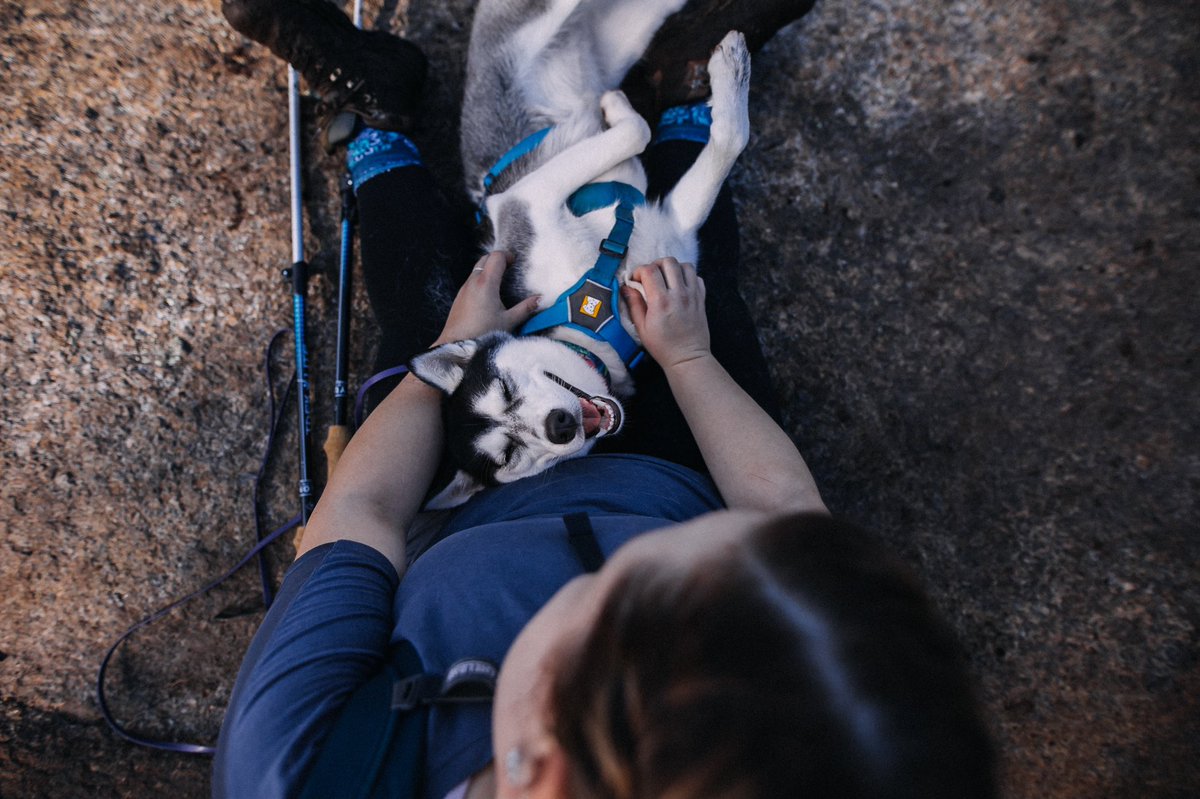 I think my favorite part about #twitterdogcommunity is that I can actually have my feed in chronological order. And no reels.

No.
Freakin’.
Reels.

Fable’s a solid representation of how happy that makes me.

#dogsoftwitter