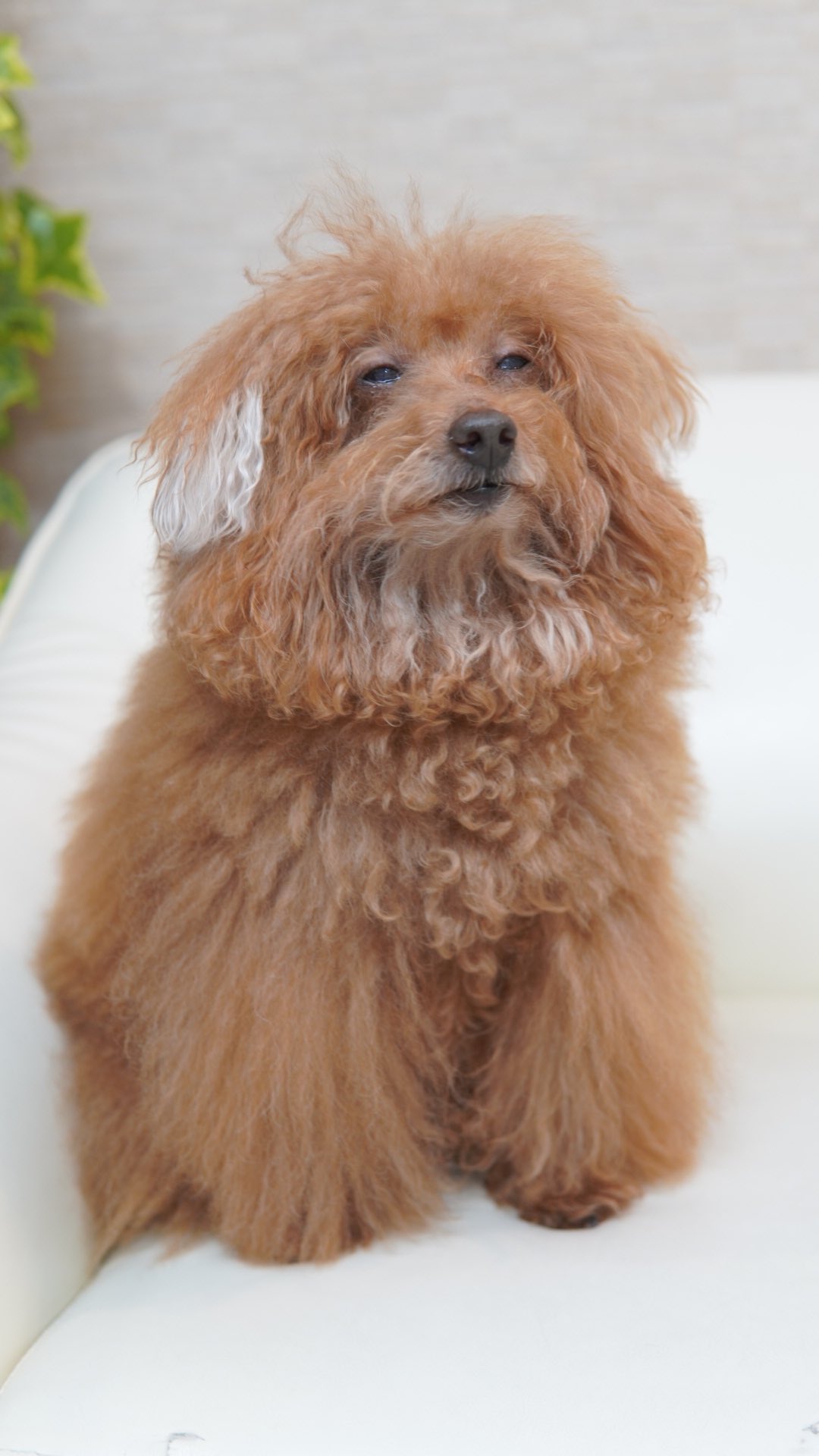 Merry Dog 西麻布のトリミングサロン 明日のそのまた先を彼は見ている チューバッカ トイプードル ちゃま 犬 T Co 3lqlr3putx Twitter Merry Dog 西麻布のトリミングサロン 明日のそのまた先を彼は見ている チューバッカ トイプードル ちゃま 犬 T Co 3lqlr3putx Twitter