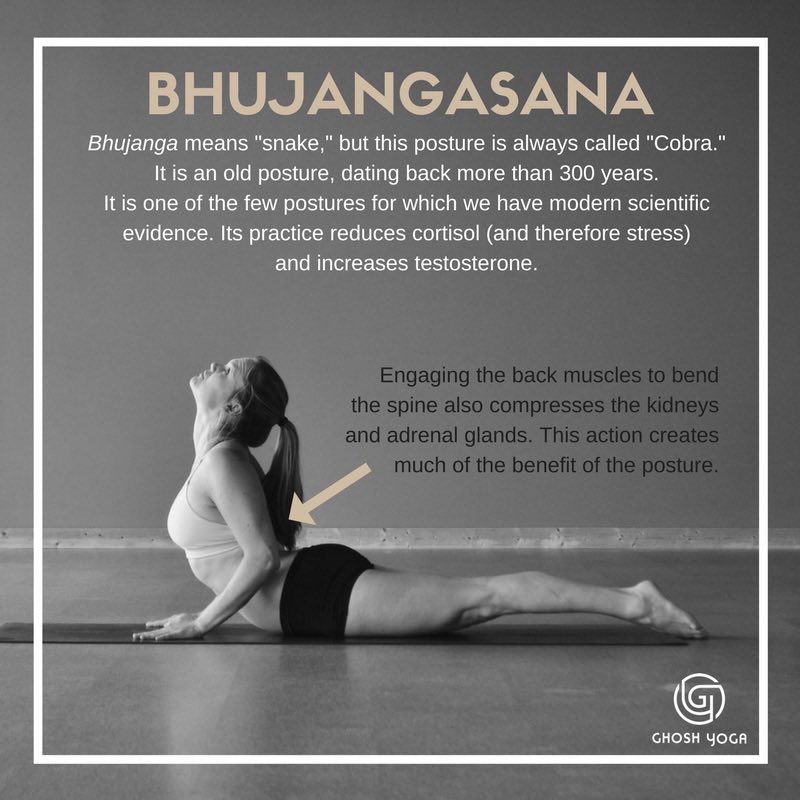 Bhujangasana| Cobra Pose| What It Is| Benefits and How to Do - Retreats For  Me -Yoga Teacher Training Courses