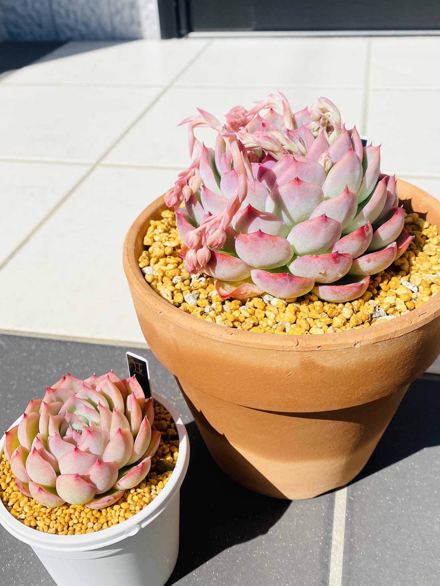 タカ Al Twitter 親株と葉挿し苗 シルエット 花芽がラッシュ 多肉植物 エケベリア シルエット 葉挿し苗 花芽 園芸 ガーデニング Beautiful Followme Like4like Photooftheday Photography T Co Ro9kuosa2j Twitter