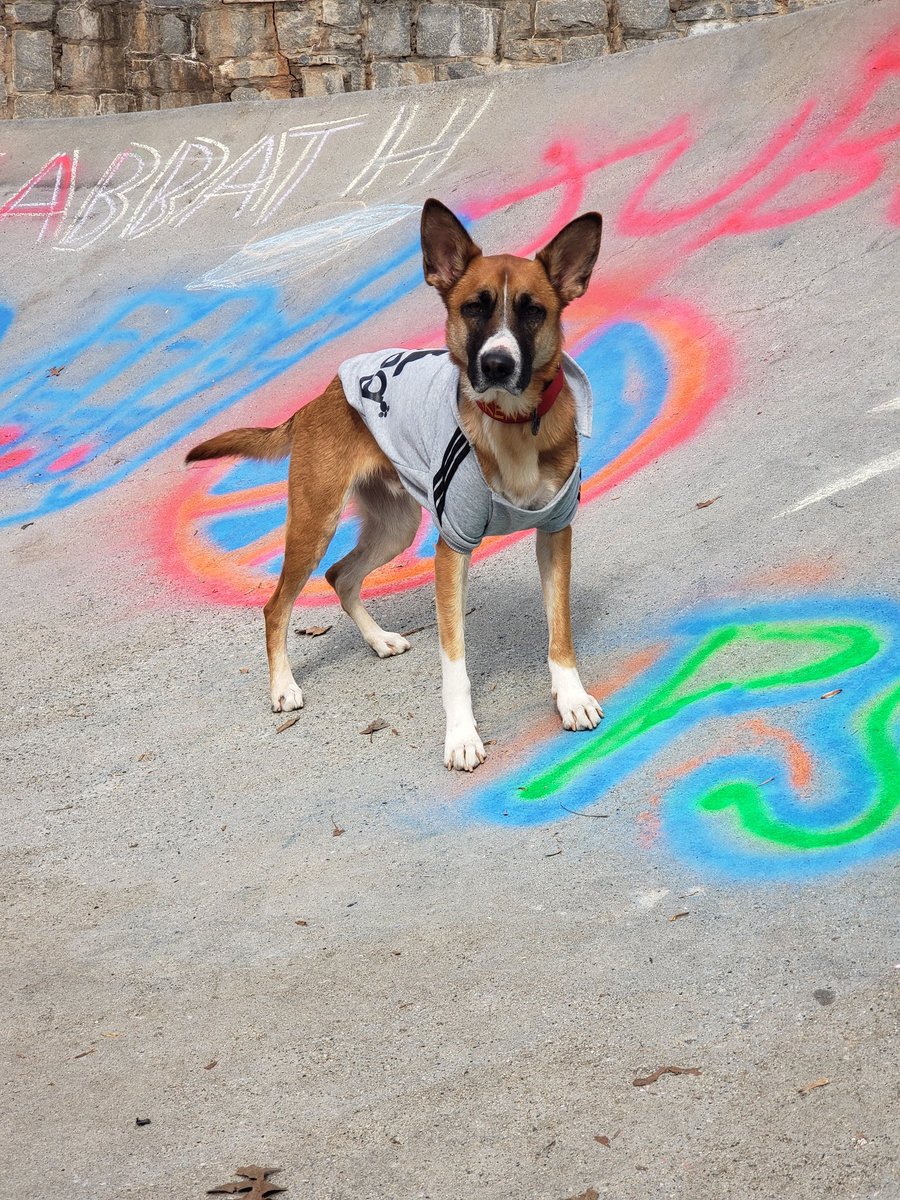 WalmartMalinois's tweet photo. #twitterdogcommunity #dogsoftwitter What's something you're working on in your dogs training right now? https://t.co/Tk2ARqFccM