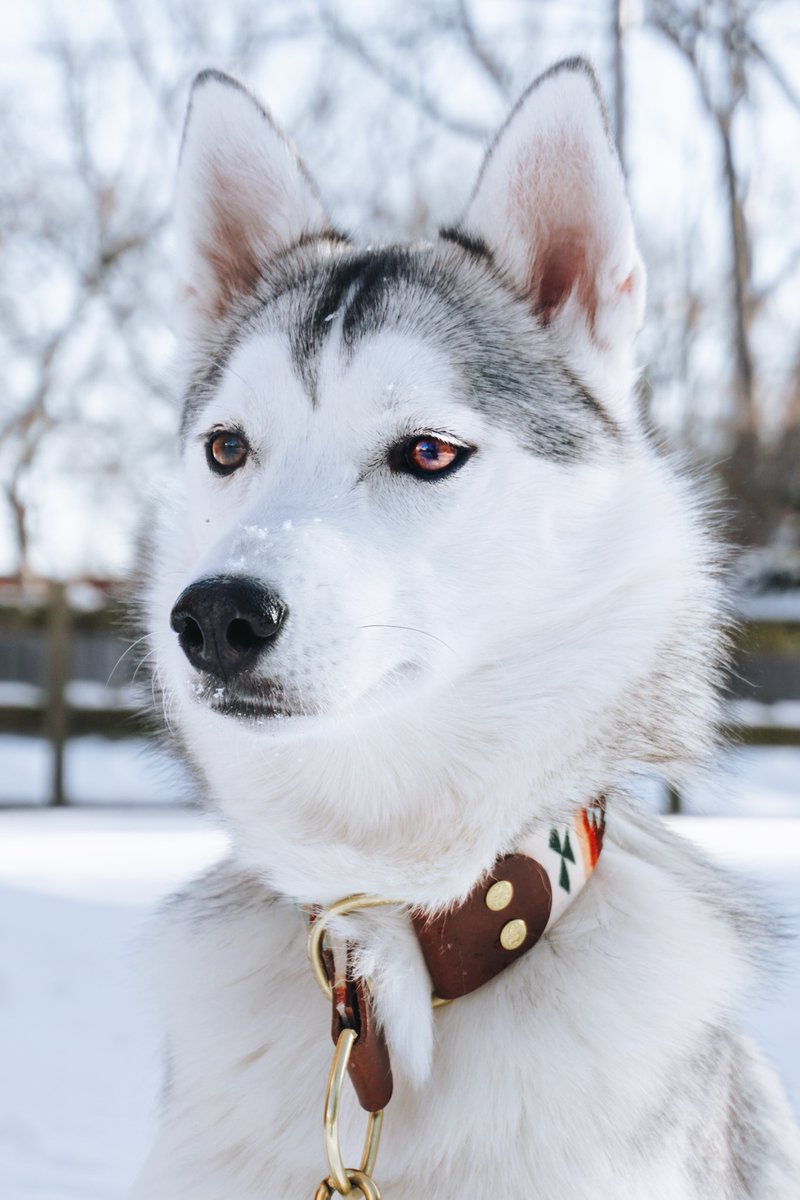 Hello, Twitter! 
#DogsofTwittter #twitterdogs #twitterdogcommunity #dogsofinstagram