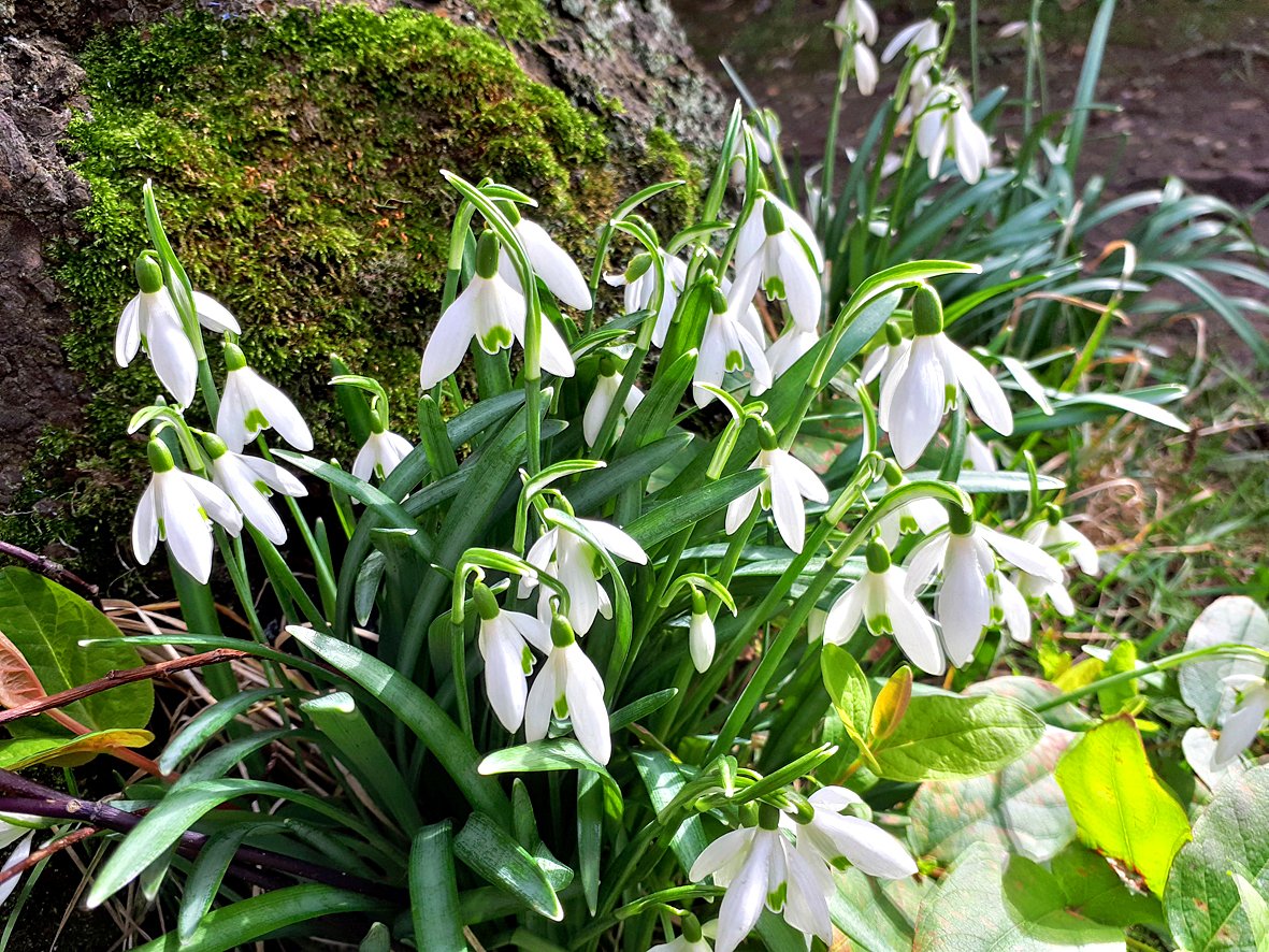 We have had a lovely show of Snowdrops outside the gallery this year, Bounty is now looking forward to the Daffodils coming into bloom next. Spring is definitely on the way here at the <a href="/OldDairyFarmNN7/">Old Dairy Farm NN7</a>.
#shoplocal #ShopSmall #shopsafe