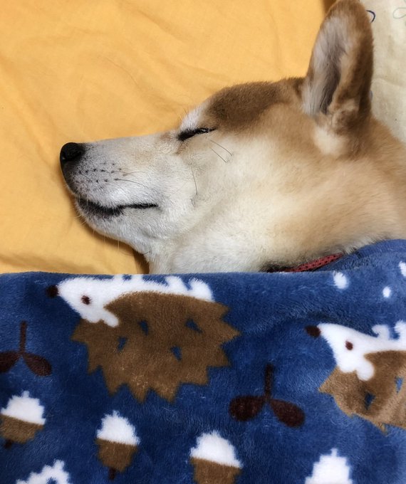 柴犬 高画質 のtwitterイラスト検索結果 古い順