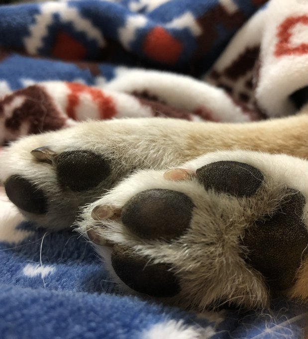 柴犬 高画質 のtwitterイラスト検索結果 古い順