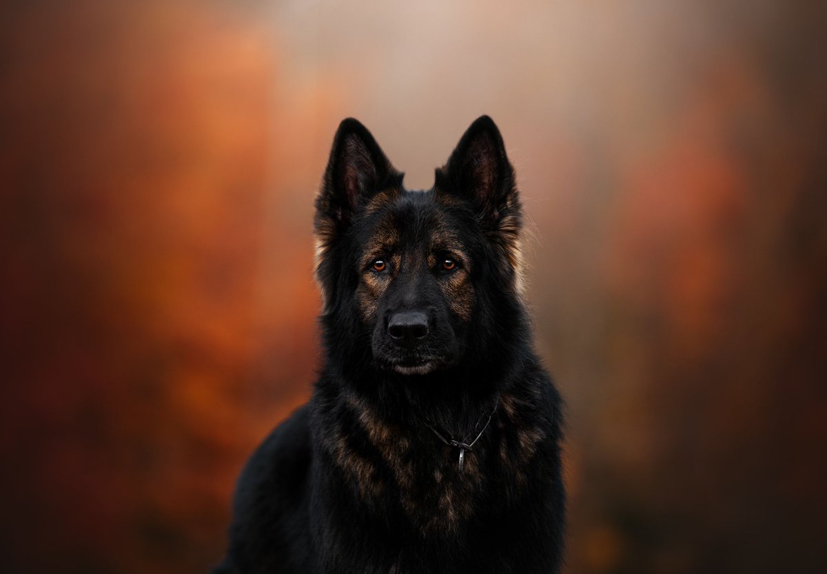 The Neighbourhood Wolf tweet media