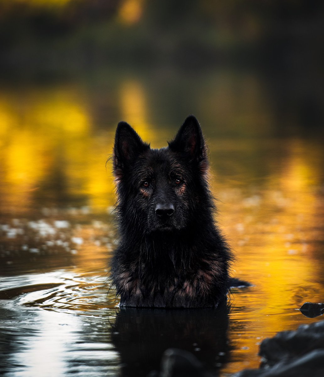 The Neighbourhood Wolf tweet media