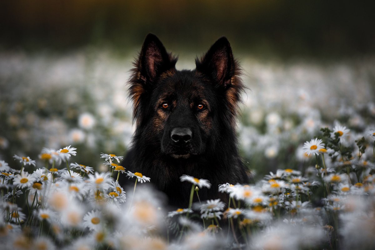 The Neighbourhood Wolf tweet media