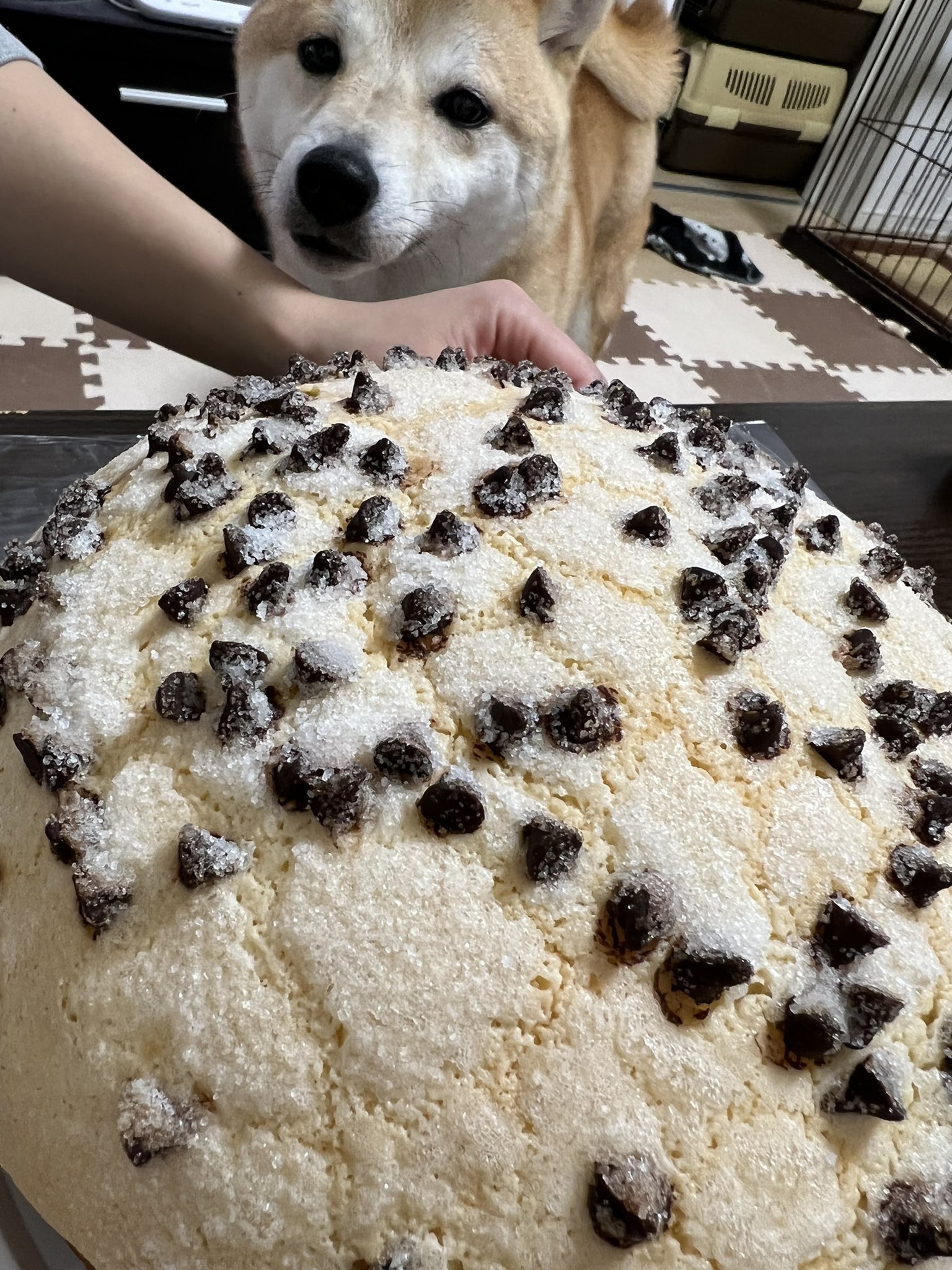 大きなチョコチップメロンパン Twitter Search Twitter