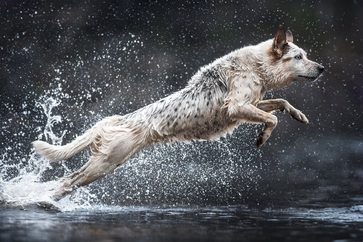 Dazzle_everything tweet media