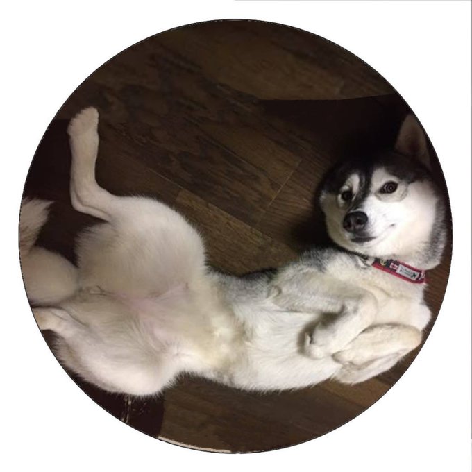 シベリアンハスキーのtwitterイラスト検索結果 古い順