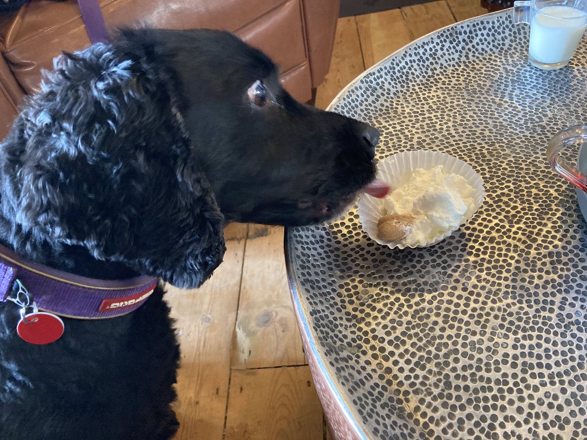 RiffRAF18's tweet photo. Sossig Saturday, with a puppuccino chaser. #dogsoftwitter #puppuccino #SaturdayMotivation #foodface https://t.co/OVU1r7pzPo