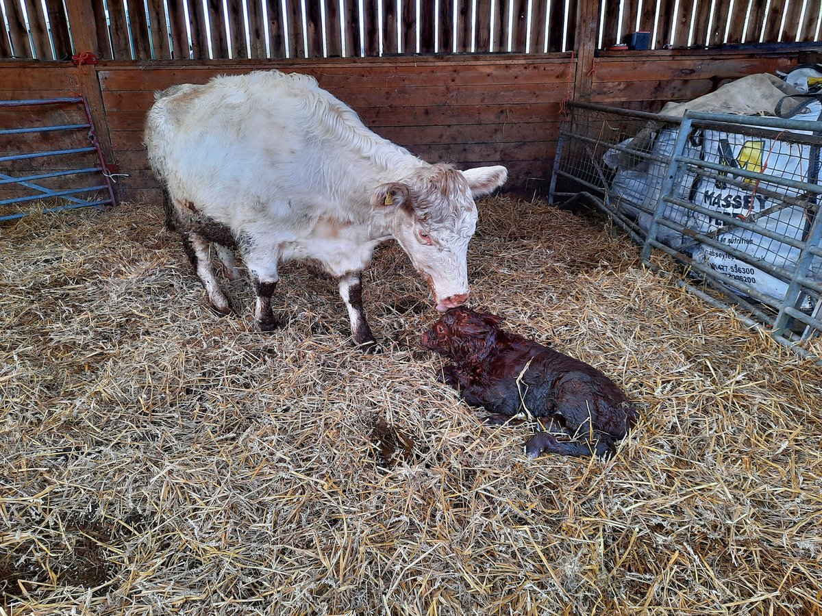dodgsonwood's tweet photo. Another fresh luing calf born just now while we were having a brew #luingcattle #calf #naturalbirth #gonative @RBSTrarebreeds https://t.co/S8GT7yvtSX