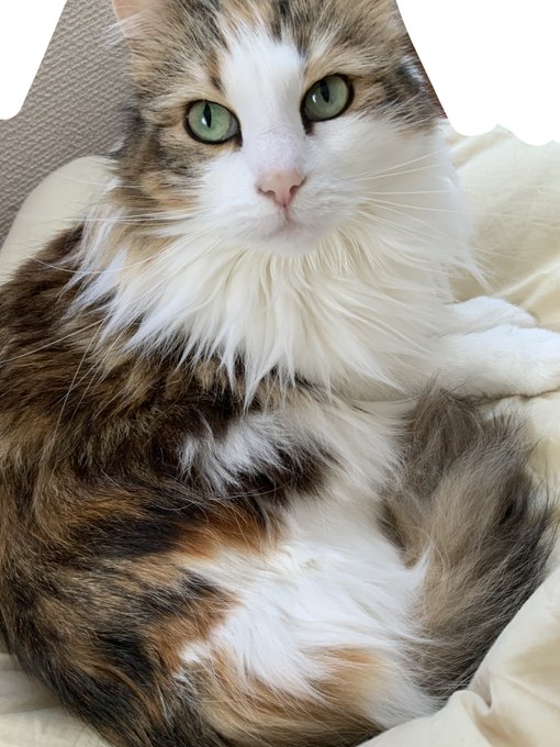 うちの子にそっくりすぎてやばい>RT 