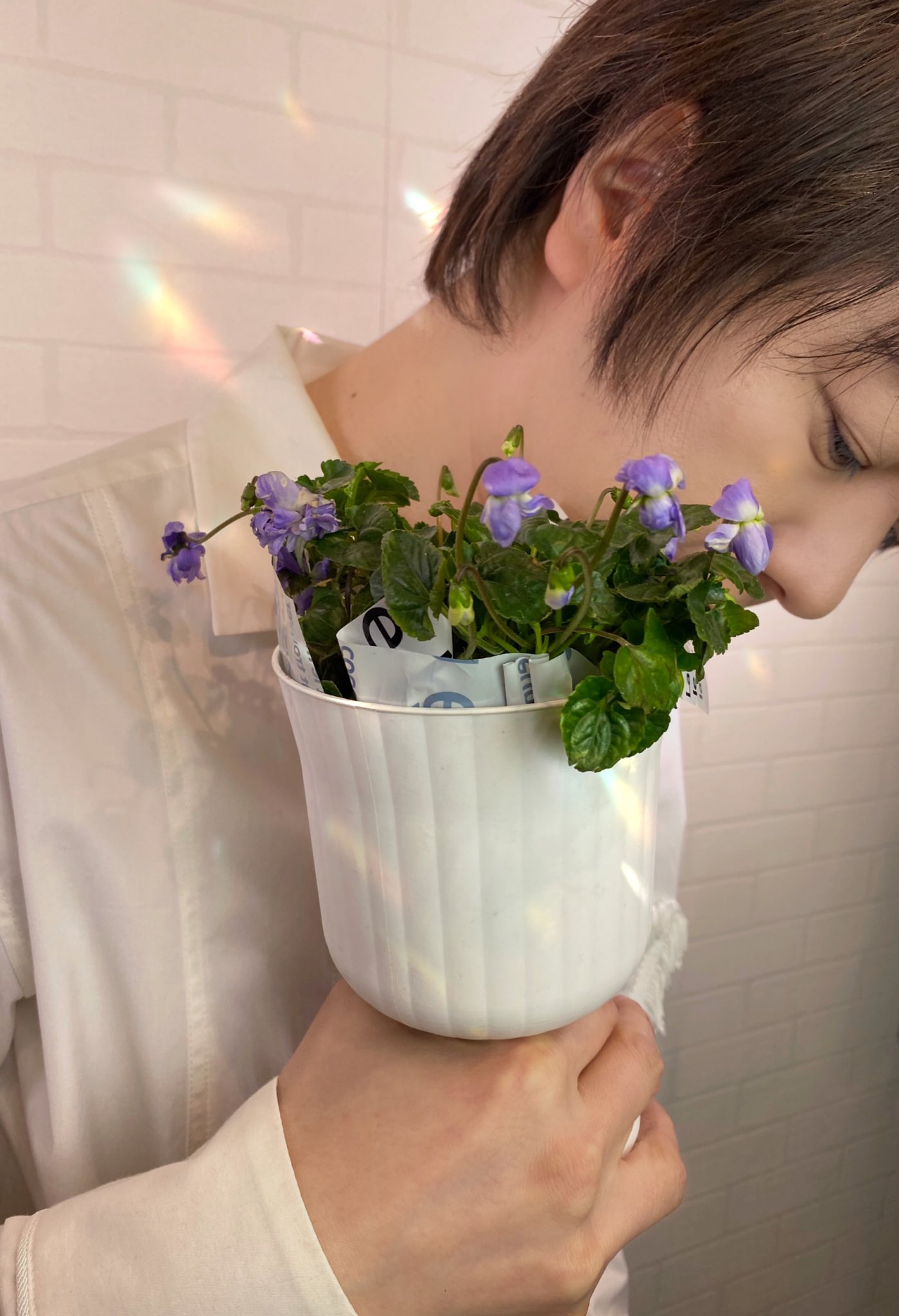 Twitter 上的 竹島宏スタッフ 公式 スミレ 紫 花言葉は 愛 愛しかない世界がいい 桜の花が咲く頃に ひっそり 地面に花咲かせているスミレ 可憐でとても強い花 今日も１日お疲れ様でした ひろネット 花便り 花言葉 花 Flower 絆 スミレ 愛