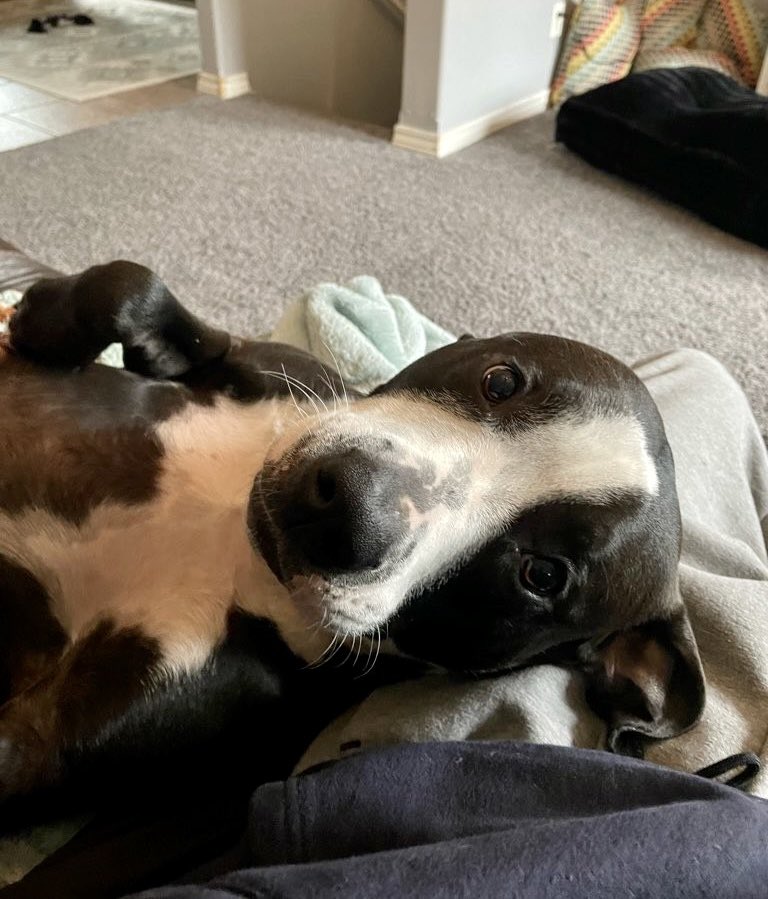 petsitco's tweet photo. What having a pittie really looks like. โค๏ธ๐ He is so EXTRA. #pitbull #rescuedog #bullyhaven #pit #bully #homevisit #petsitter #petsitting #nwa #petsitco https://t.co/76xy3imQMn
